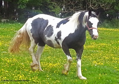 Cotswolds Horses