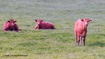 Cotswolds Three Cows