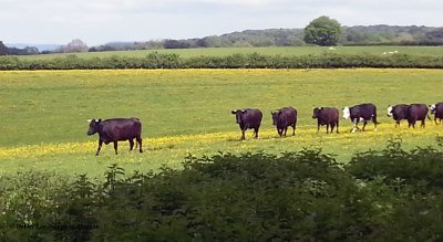 Cotswolds Till The Cows Come Home