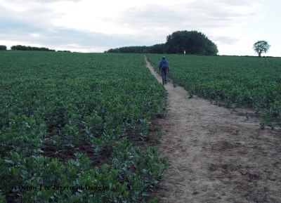 Cotswolds Dirt Path Through Crop