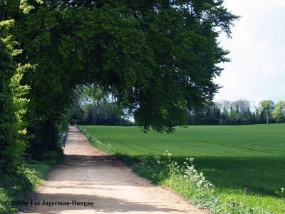 Cotswolds Dirt Road Big Tree Crops