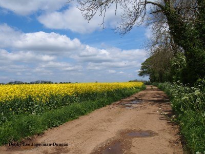 Cotswolds Dirt Road Rapeseed