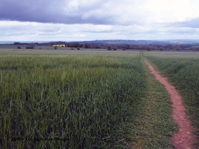 Cotswolds Dirt Trail Crops