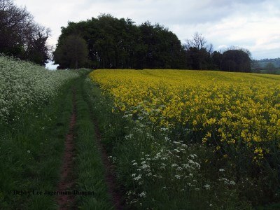 Cotswolds Grass Mud Path Rapeseed Wildflowers
