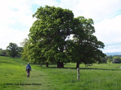 Cotswolds Grass Path Big Trees Husband