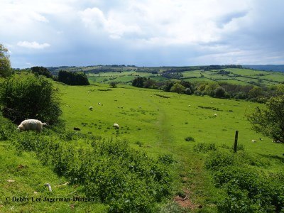 Cotswolds Grass Path Sheep