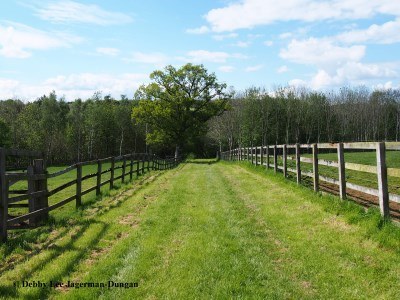 Cotswolds Grass Path Through Farm Towards Trees