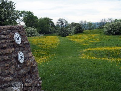 Cotswolds Grass Path Wildflowers