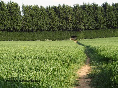 Cotswolds Path Through Crops to Shrubs