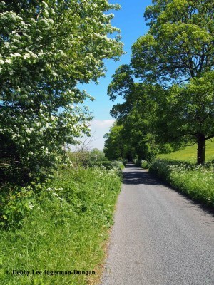 Cotswolds Road Lined With Trees