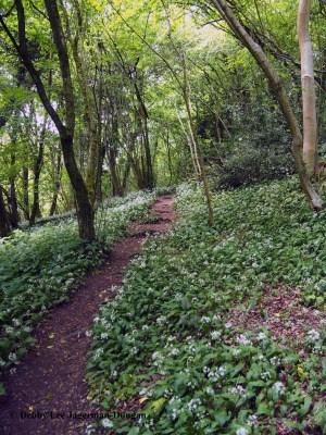 Cotswolds Trail Through Forest