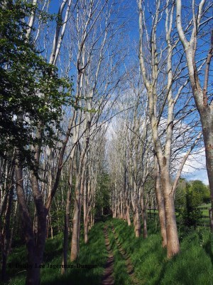 Cotswolds Trail Through Trees