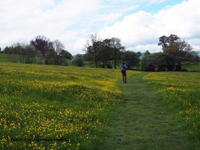 Cotswolds Wildflower Grass Path