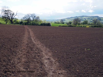 Cotwolds Dirt Path Through Unblooming Crop