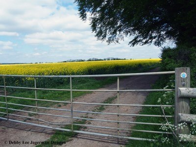 Cotswolds Gate Rapeseed Field