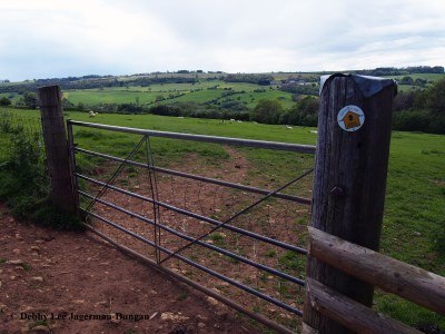 Cotswolds Gate Sheep