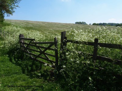 Cotswolds Gate Wildflowers Field