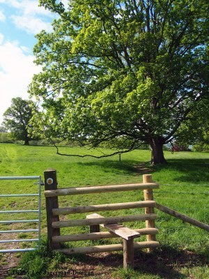 Cotswolds Stile Big Trees