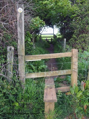 Cotswolds Stile Sheep