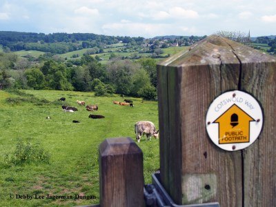 Cotwolds Way Cows Village