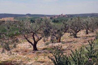 Camino de Santiago Landscape