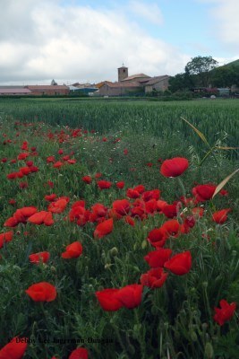 Camino de Santiago Landscape