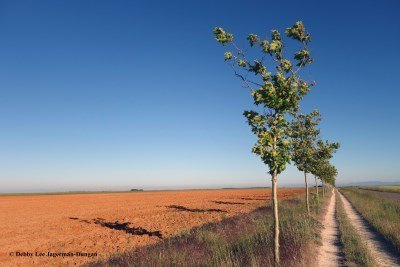 Camino de Santiago Landscape