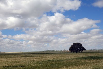 Camino de Santiago Landscape