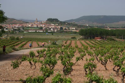 Camino de Santiago Landscape