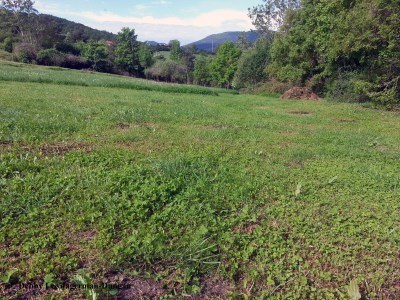 The Abbey La Abadia Grass After