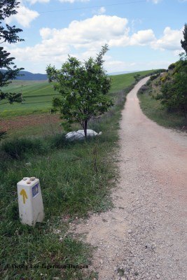 Camino de Santiago Directional Symbols