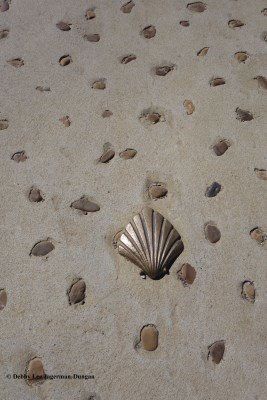 Camino de Santiago Scallop Shells Yellow Arrows