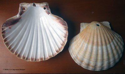 Camino de Santiago Souvenirs Scallop Shells Pilgrim