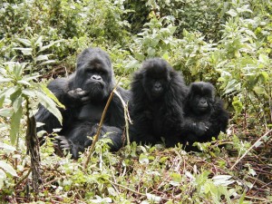 gorillas-three-best