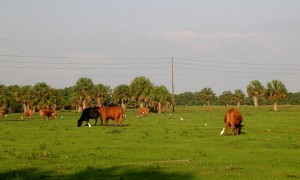 Cows and Cattle Egrets