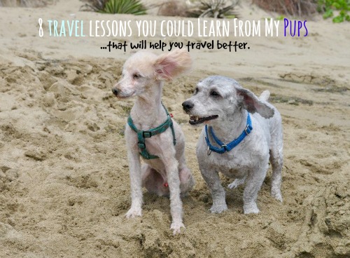 Travel Lessons I've Learned from My Dogs