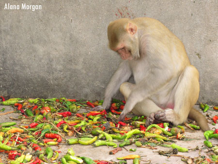 Monkey with Chilies