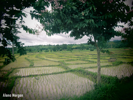 Ricefields in Pai