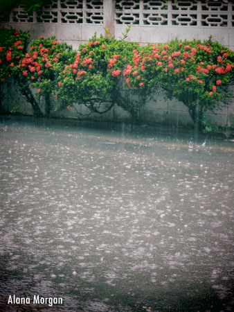 rain.