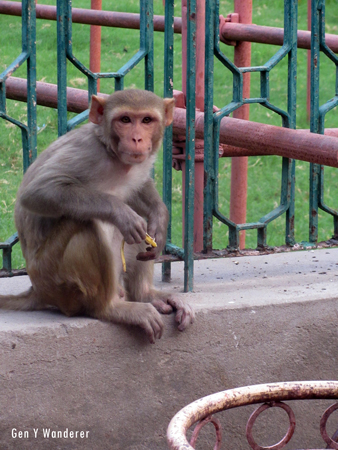 Monkey at the Taj Mahal