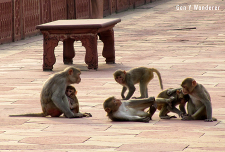 Monkeys at the Taj Mahal