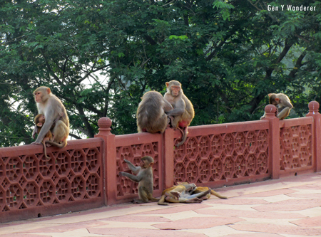 Taj Mahal Monkeys, India