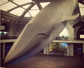Blue Whale Museum