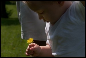 Dandelion, child with dandelion