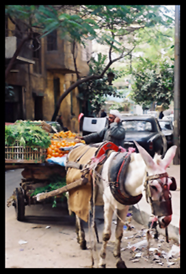 Egypt, Cario, Costermonger in Cairo, Street Vendor in Cairo