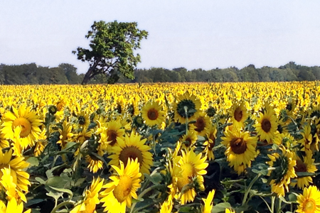 Sunflowers in Ohio, Yellow Springs Ohio, Sunflower fields in America,