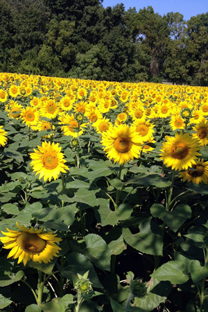 Sunflower Field, Yellow Springs Ohio, Ohio Sunflower Field, Lone Tree in a Field, Sunflowers