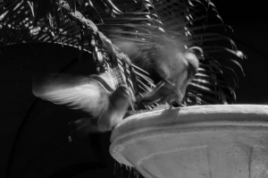 Granada, Nicaragua, Photograms, Black and White, Spirits, Leprechauns, Angels, Motion, Ghosted Imagery, Shutter Speeds, Courtyard Gardens, Fountains