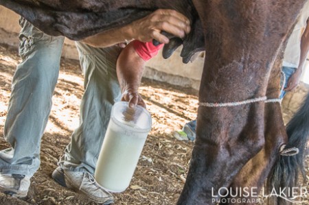 Milking a Cow, Finca Genizaro, Nicaragua, Granada, Farm Stays, Fresh Milk