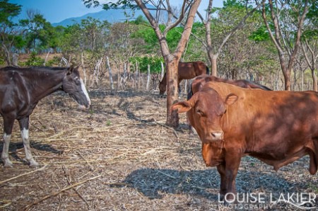 Santa Gertrudis, Granada, Nicaragua, Diriomo, Cattle, Farm Stays